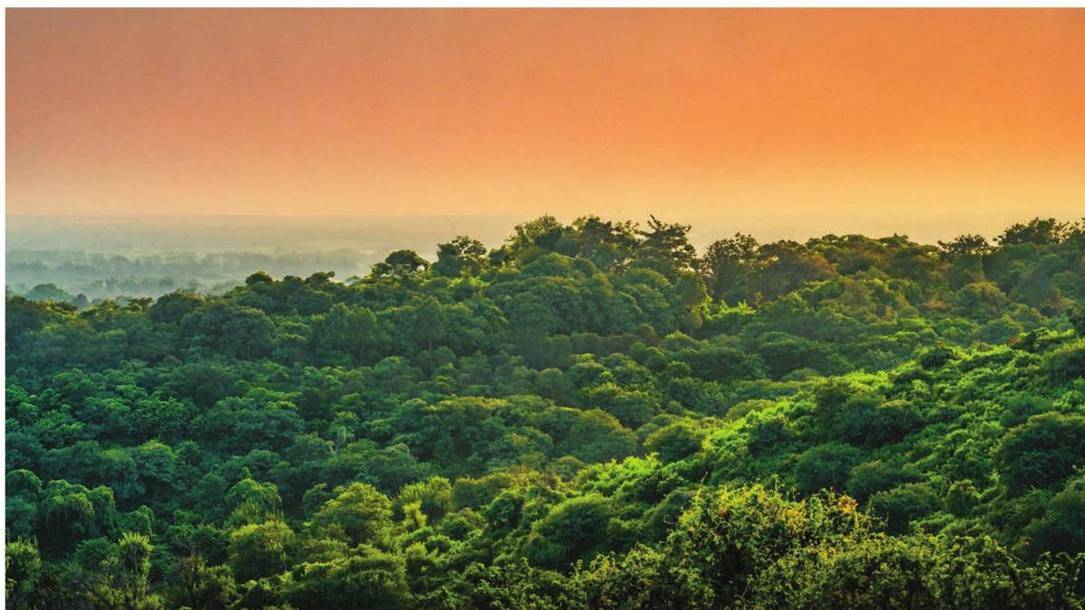 Treetop views